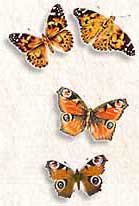 butterflies