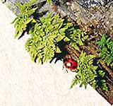 corner