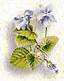 violets